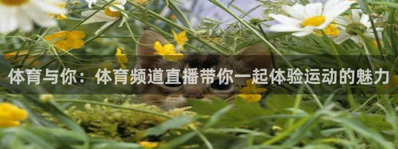 东升登录入口：体育与你：体育频道直播带你一起体验运动的魅力